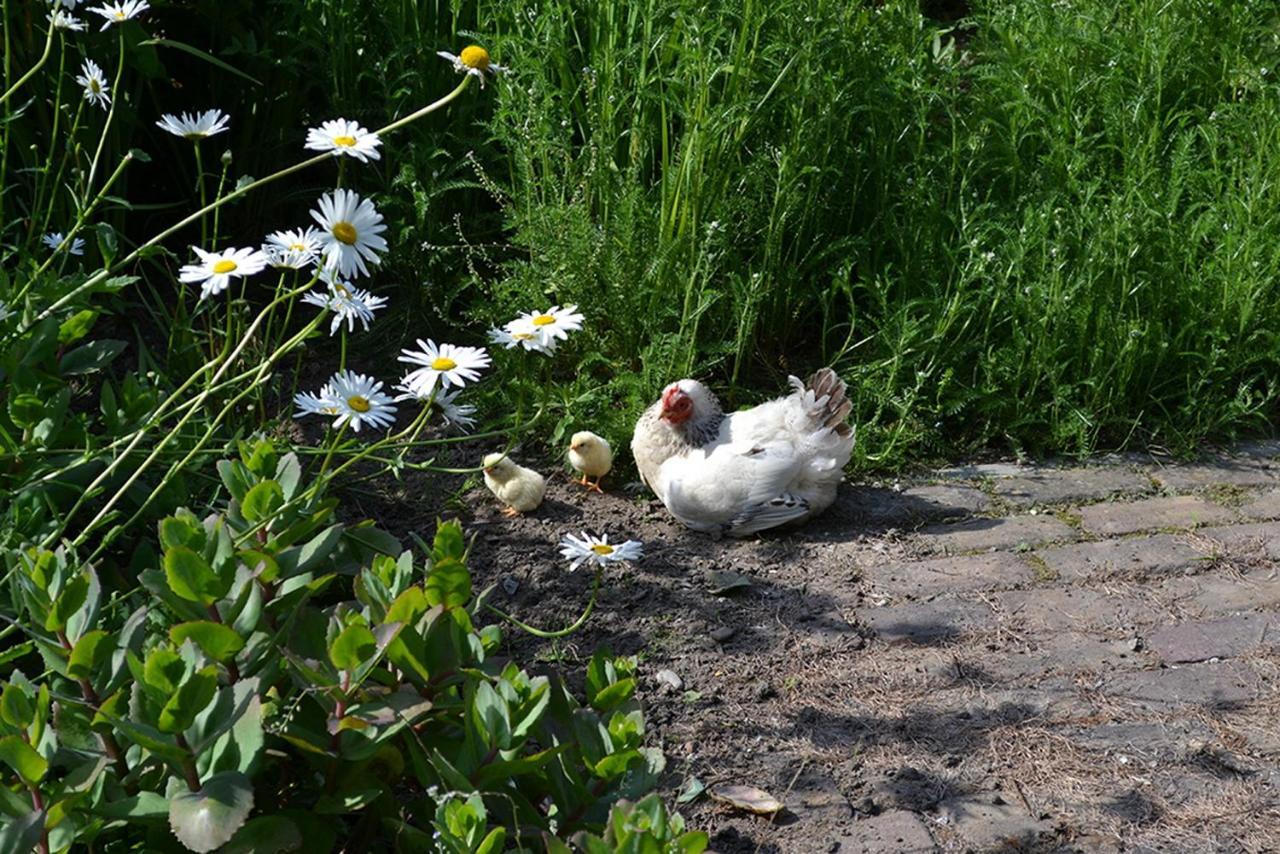 B&B Landgoed Rijckholt Geersdijk Dış mekan fotoğraf